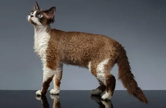 chat devon rex