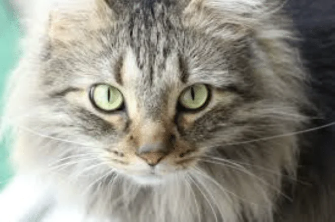 Siberian cat
