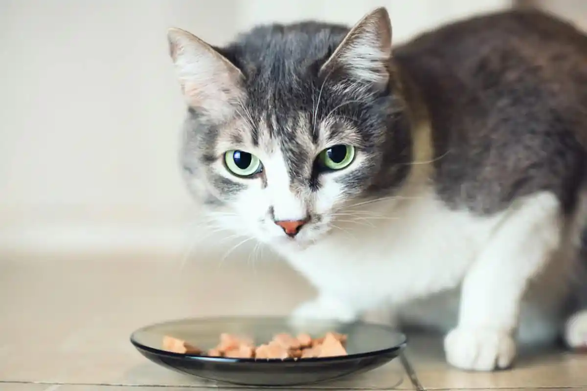 cat eats