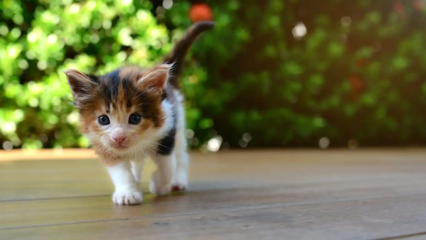 kitten outside