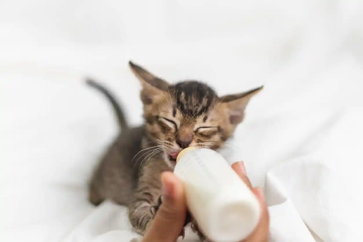 kitten drinks milk