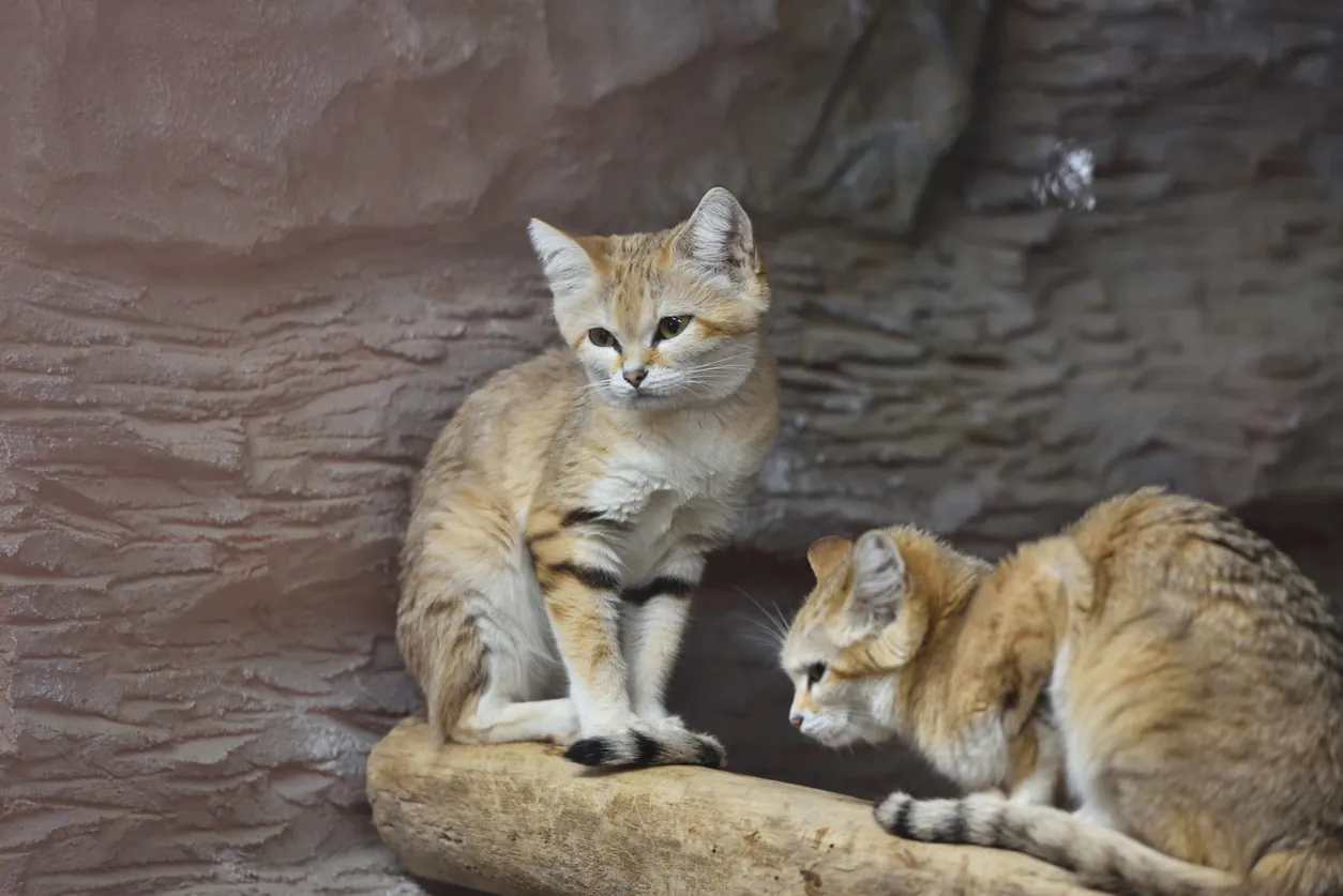 Sand Cat